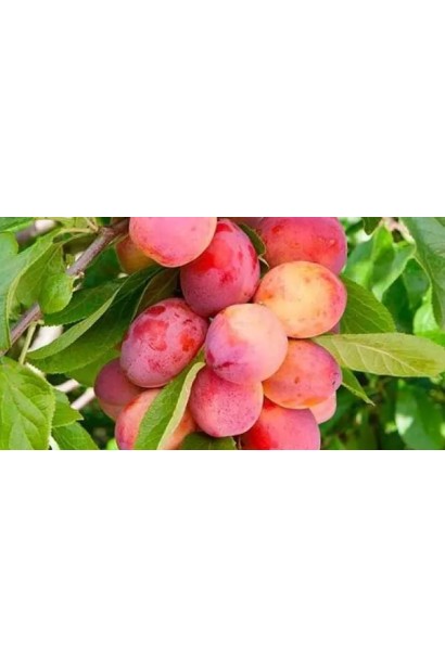 Слива колоноподібна Рубін (рання) Плоди